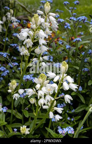 White bluebells with forget-me-nots in background Stock Photo