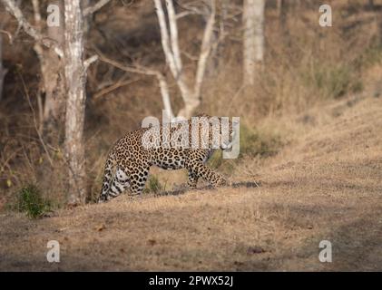 A male Leopard (pantera pardus) on the prowl in one of India's national parks Stock Photo