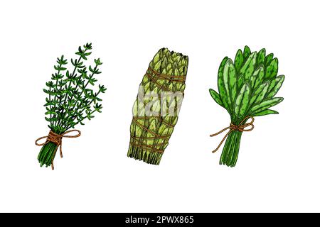 Herbal bunches. Set of hand drawn leaf seasonings. Vector illustration in sketch style Stock Vector