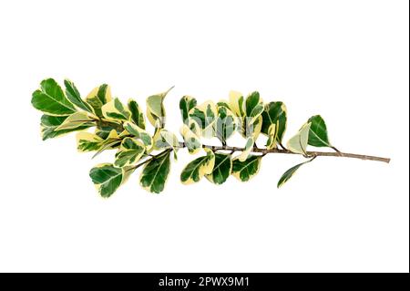 leaf vine isolates on a white background Stock Photo