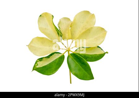 leaf vine isolates on a white background Stock Photo