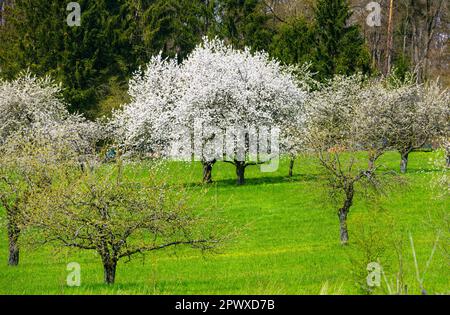 Spring scenic with white  flowering cherry trees Stock Photo