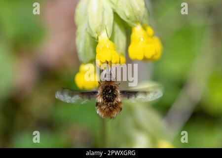 Dark-edged bee-fly (Bombylius major) hovering and drinking nectar or feeding from a cowslip (Primula veris) wildflower, Hampshire, England, UK Stock Photo