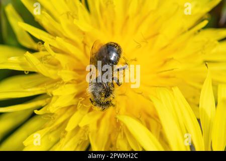 A small bee feeding on nectar on a common dandelion flower Taraxacum officinale, in spring, England, UK Stock Photo