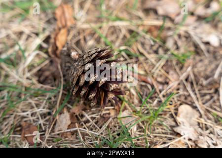 Single dry pine cone on the ground Stock Photo