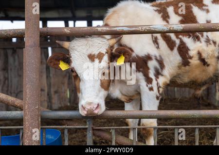 Young red Holstein calf bull in outdoor cow barn Stock Photo