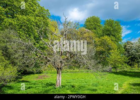 Spooky lone tree without leaves at Springtime Stock Photo