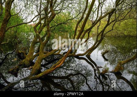 Trees by Rush Pond on Chislehurst Common, Kent, UK. The trees reach across the pond and reflect in the water. Chislehurst is in the Borough of Bromley Stock Photo