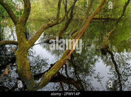 Trees by Rush Pond on Chislehurst Common, Kent, UK. The trees reach across the pond and reflect in the water. Chislehurst is in the Borough of Bromley Stock Photo