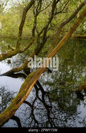 Trees by Rush Pond on Chislehurst Common, Kent, UK. The trees reach across the pond and reflect in the water. Chislehurst is in the Borough of Bromley Stock Photo