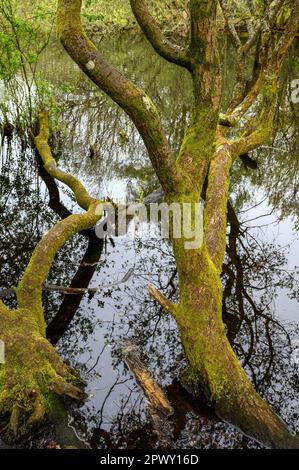 Trees by Rush Pond on Chislehurst Common, Kent, UK. The trees reach across the pond and reflect in the water. Chislehurst is in the Borough of Bromley Stock Photo