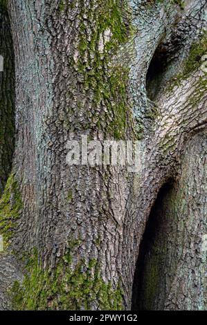 Tree trunk with interesting bark patterns on Chislehurst Commons, Kent, UK. Chislehurst is in the Borough of Bromley, Greater London. Stock Photo