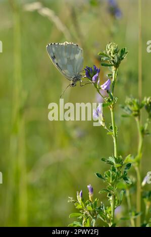 Marbled white, black and white butterfly in the wild, on a purple flower macro close up closed wings, white moth Stock Photo