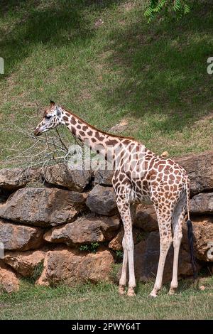 A lone giraffe leaning on large rocks. Vegetal, green, turtleneck, unmanned Stock Photo
