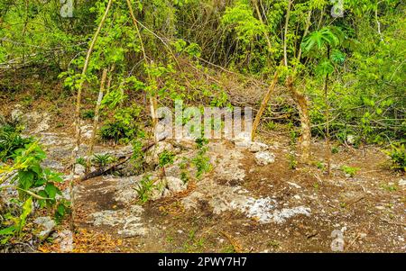 Walking trekking path at the amazing blue turquoise water and limestone cave sinkhole cenote Tajma ha Tajmaha in Playa del Carmen Quintana Roo Mexico. Stock Photo