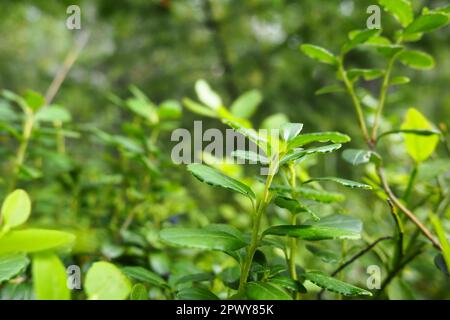 Blueberry, or Blueberry myrtle Vaccinium myrtillus, a low-growing shrub, a species of the genus Vaccinium of the family Heatheraceae. Forest wild blue Stock Photo