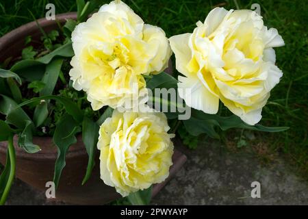 White yellow parrot tulips in full bloom in spring April 2023 Carmarthenshire Wales UK Great Britain KATHY DEWITT Stock Photo