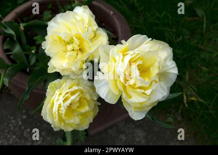 White yellow parrot tulips in full bloom in spring April 2023 Carmarthenshire Wales UK Great Britain KATHY DEWITT Stock Photo