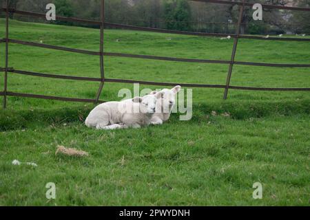 Two young lambs relaxing by a metal fence in a field. Stock Photo