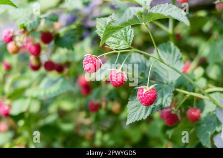 Red ripe raspberries on a bush on a clear, sunny day close-up Stock Photo