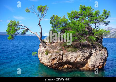Brela Croatia rocks in the water . Tree growing on a rock in the sea . Kamen Brela Stock Photo