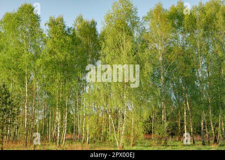 Birch forest in early spring. Sunset on an April evening. Green landscape. Poland, Mazovia. Stock Photo