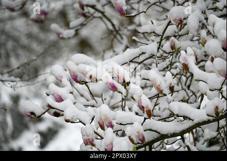 Magnolia buds ( Magnolia ) during sudden weather change with snow Stock ...