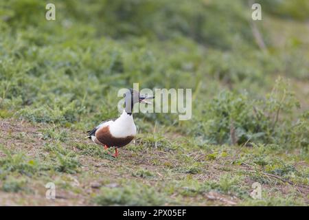 Northern shoveler Anas clypeata, adult male standing on ground, calling, RSPB Minsmere Nature Reserve, Suffolk, England, April Stock Photo