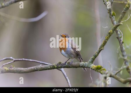 European robin Erithacus rubecula, adult male perched on branch, singing, Suffolk, England, April Stock Photo