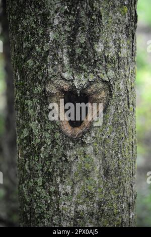 A healed pruning wound on a tree in Virginia is shaped like a heart. Stock Photo