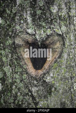 A healed pruning wound on a tree in Virginia is shaped like a heart. Stock Photo