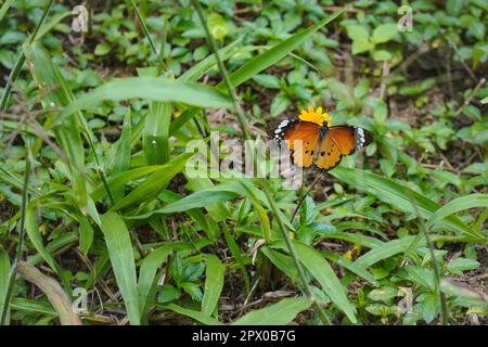 Plain tiger butterfly - aka African Queen - Danaus chrysippus - sitting on small yellow flower, green grass around. Stock Photo