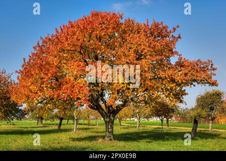 Apple trees on a meadow orchard in Frankfurt am Main with autumn colors Stock Photo