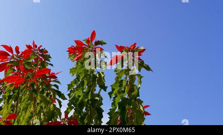 Blooming red Poinsettia tree Euphorbia Pulcherrima or Christmas star or Star of Bethlehem in backlit on a background of blue sky with clouds Stock Photo
