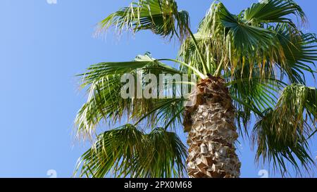 Phoenix dactylifera date or date palm tree Stock Photo
