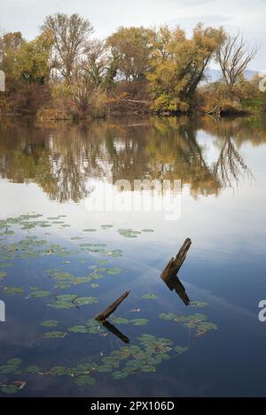 sunken logs on a lake Stock Photo