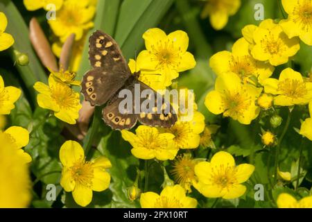 Barren Strawberry, Waldsteinia ternata, Speckled wood butterfly, Pararge aegeria Stock Photo