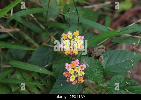 Tiny, yellow, orange and pink color flower cluster of Common Lantana (Lantana Camara) Stock Photo