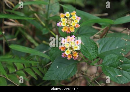 Flower cluster of a Common Lantana (Lantana Camara) with different color individual flowers Stock Photo