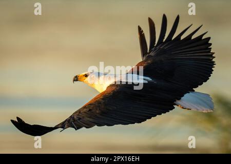 African fish eagle flying in warm light Stock Photo