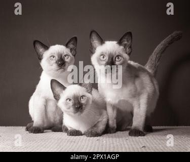 1950s THREE SIAMESE KITTENS ONE SITTING ONE LYING DOWN AND ONE STANDING LOOKING AT CAMERA - c3692 HAR001 HARS HAR001 OLD FASHIONED Stock Photo
