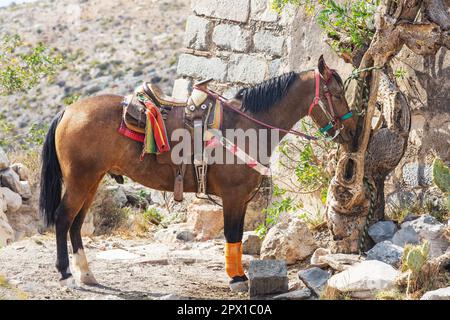 saddled up tour horses waiting for customers in Real de Catorce Mexico Stock Photo