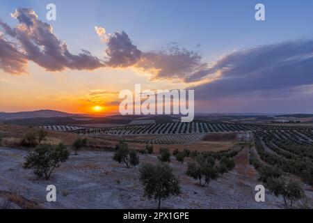 typical Andalusian landscape during sunset, Spain Stock Photo