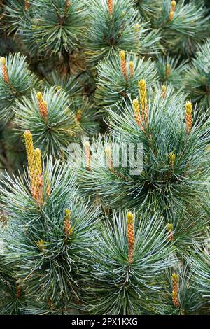 Pine, Pinus pumila 'Dwarf Blue', Dwarf Siberian Pine, Coniferous, Shoots, Tree Stock Photo