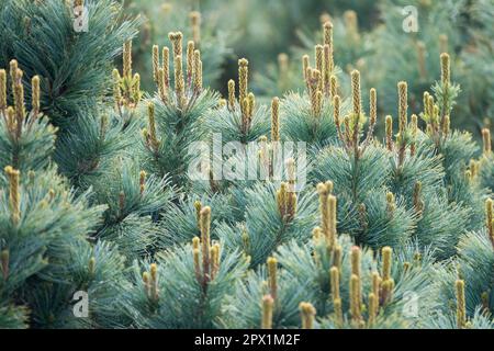 Dwarf Siberian Pine, Pinus pumila 'Dwarf Blue', Pine, Shoots Stock Photo