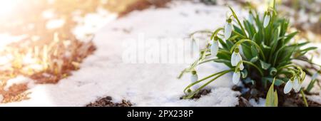 Snowdrop flowers blooming in the snowdrift in the park. View of the spring flowers in nature. Wildflowers in the forest. Stock Photo