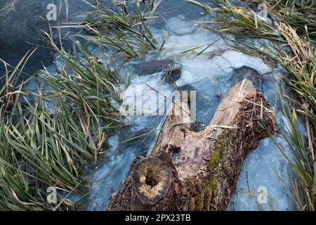 Old tree with moss in the ice river in early winter. There is some reed on a backgroung of the blue ice with air bubbles. Winter landscape scene Stock Photo