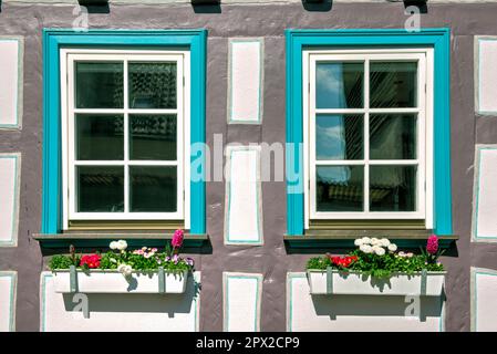 Two windows in renovated half-timbered house with flowers in flower box ...