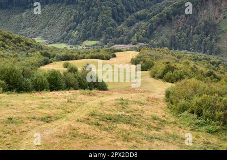 Fragment of the mountainous terrain in the Carpathians, Ukraine. The forest is forgiven by the reliefs of the Carpathian Mountains Stock Photo