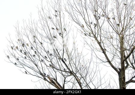 White-cheeked starlings Spodiopsar cineraceus perched on a tree. Hamarikyu Gardens. Tokyo. Japan. Stock Photo